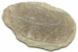 Macroneuropteris Fern Fossil Pos/Neg - Mazon Creek #325823-1